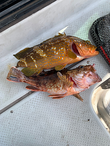 アコウの釣果