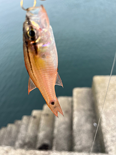 キスの釣果