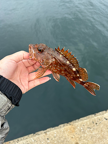 アラカブの釣果