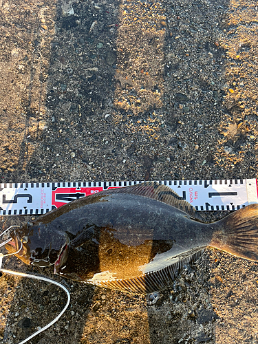 ヒラメの釣果