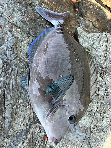 サンノジの釣果