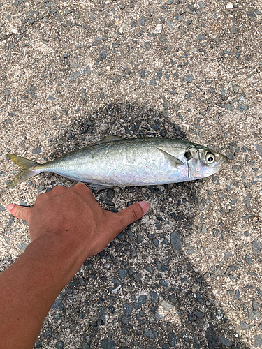 マルアジの釣果