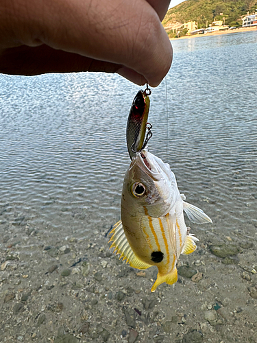 ヤマトビーの釣果