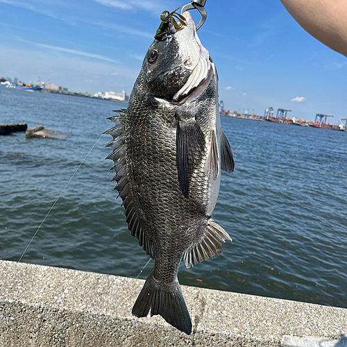 クロダイの釣果