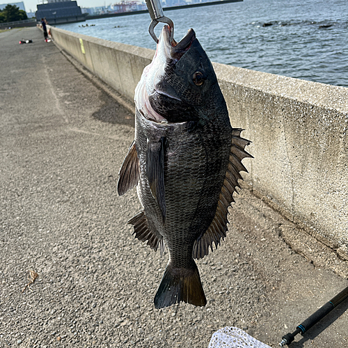 クロダイの釣果