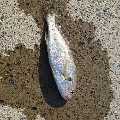 イシモチの釣果