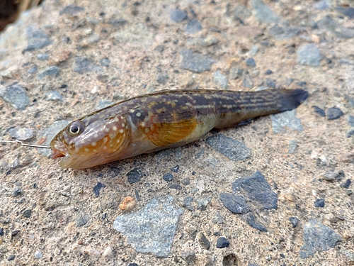 チチブの釣果