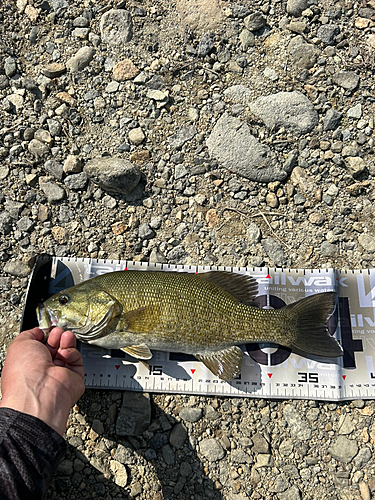 スモールマウスバスの釣果