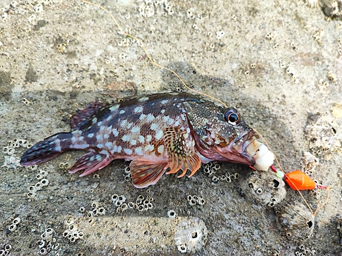 カサゴの釣果