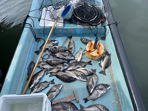 クロダイの釣果