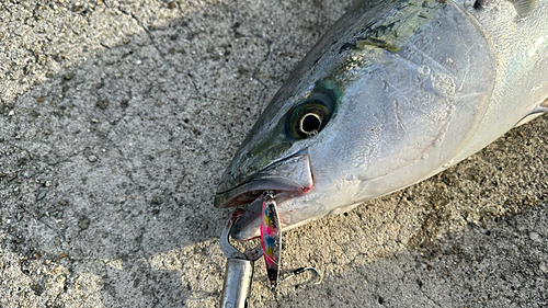 ブリの釣果