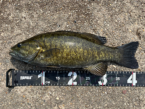 スモールマウスバスの釣果