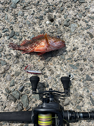 カサゴの釣果