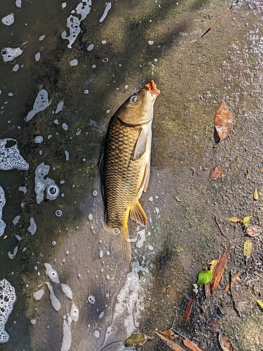 コイの釣果