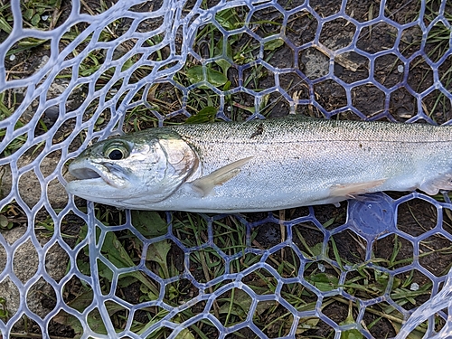 ニジマスの釣果