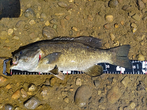 スモールマウスバスの釣果