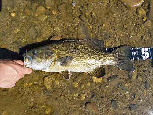 スモールマウスバスの釣果