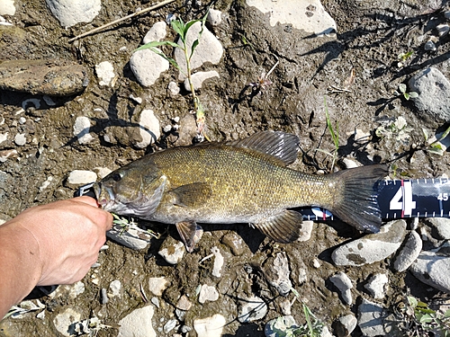 スモールマウスバスの釣果