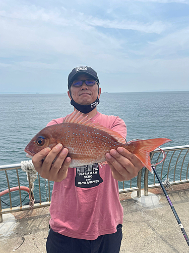 マダイの釣果