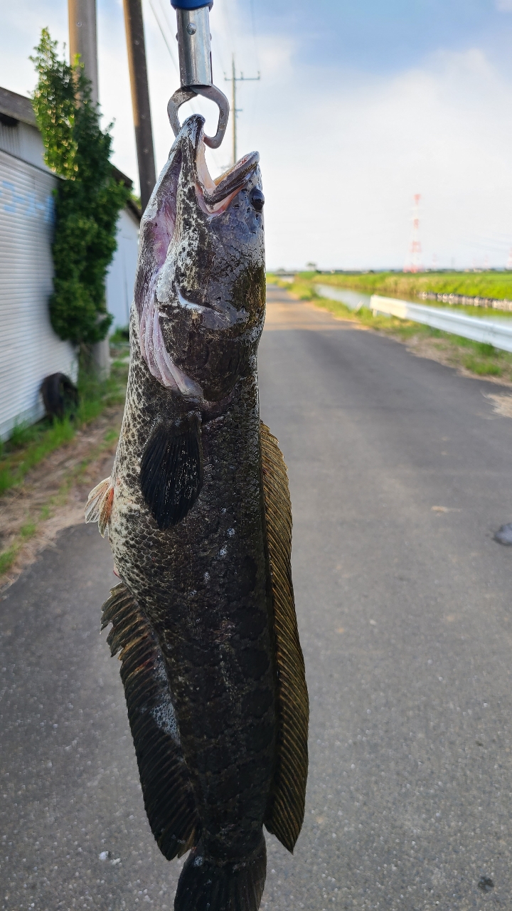 カムルチー