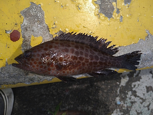 オオモンハタの釣果