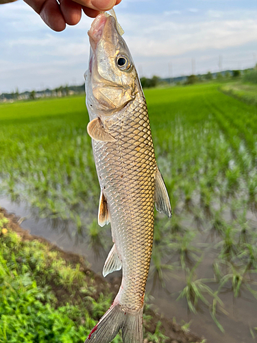 ニゴイの釣果