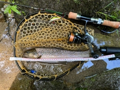 ブラウントラウトの釣果