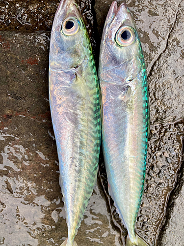 マサバの釣果