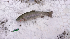 レインボートラウトの釣果