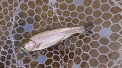 レインボートラウトの釣果