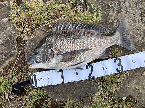 チヌの釣果