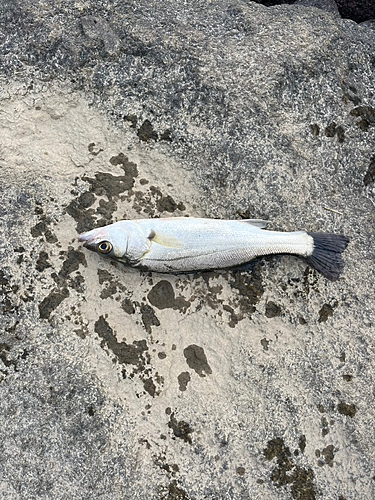 セイゴ（タイリクスズキ）の釣果