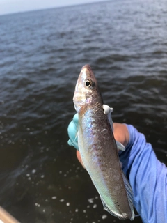 シロギスの釣果