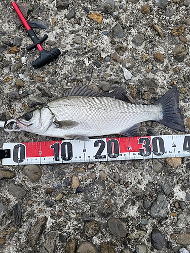 セイゴ（ヒラスズキ）の釣果