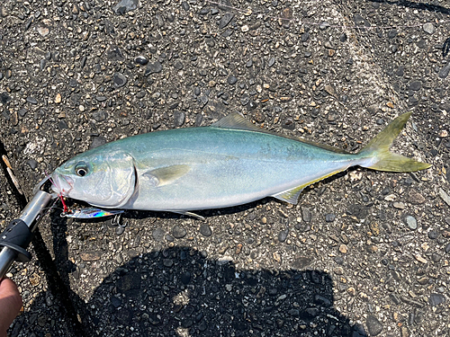 イナダの釣果