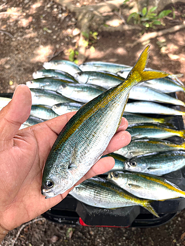 タカベの釣果