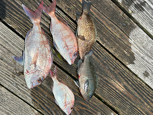 マダイの釣果