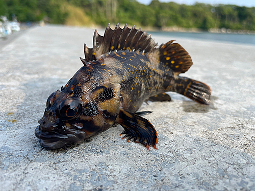 オウゴンムラソイの釣果