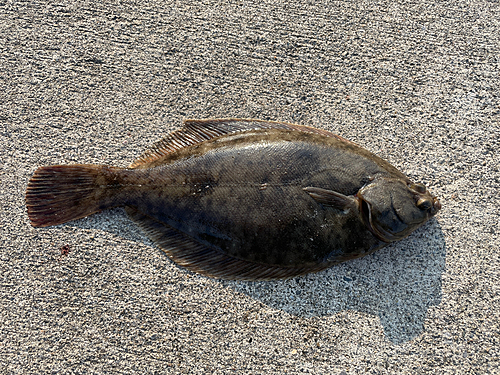 カレイの釣果