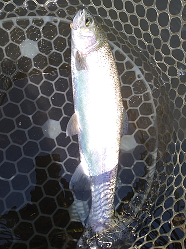 トラウトの釣果