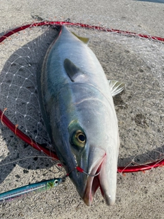 ハマチの釣果