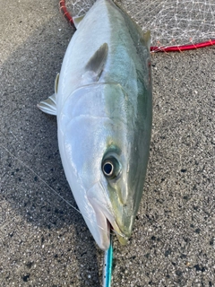 ハマチの釣果