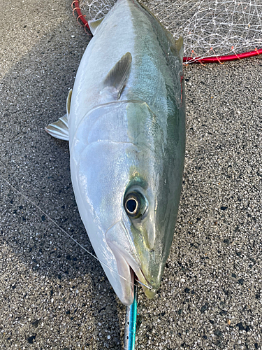 ハマチの釣果