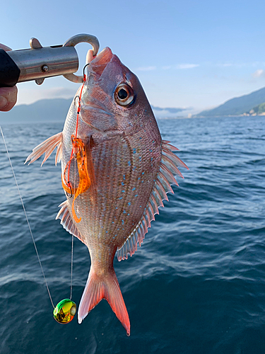 マダイの釣果