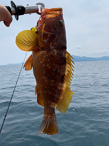 アコウの釣果