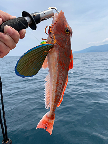 ホウボウの釣果