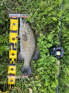 スモールマウスバスの釣果