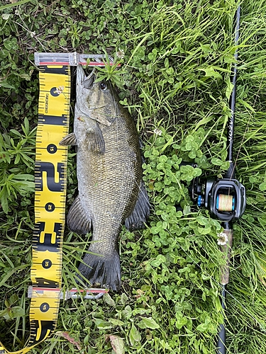 スモールマウスバスの釣果