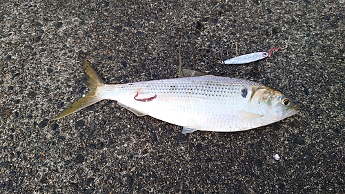 コノシロの釣果