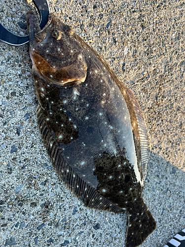 ソゲの釣果